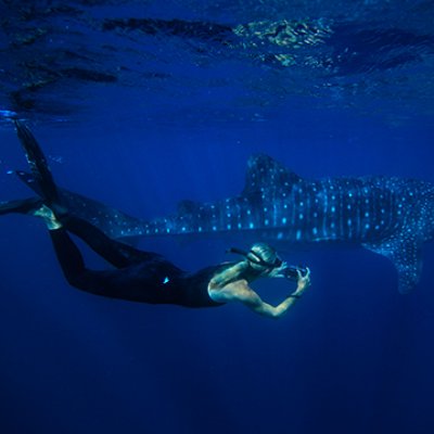 A researcher swims with a whale shark